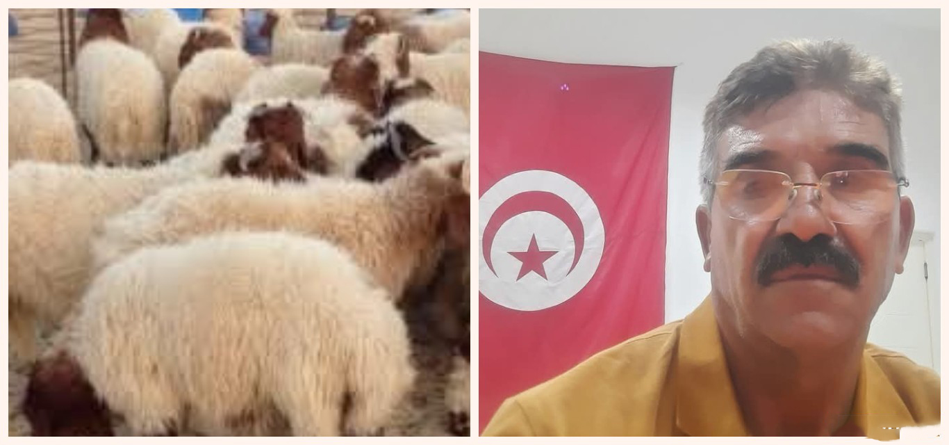 رئيس الاتحاد الجهوي للفلاحة بالقيروان لـ"الصباح نيوز": مؤشرات واعدة لإعادة تكوين القطيع وتحسن منتظر في سوق الأضاحي